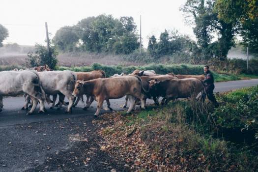 Vaches allaitantes de la Ferme des Landes celtes