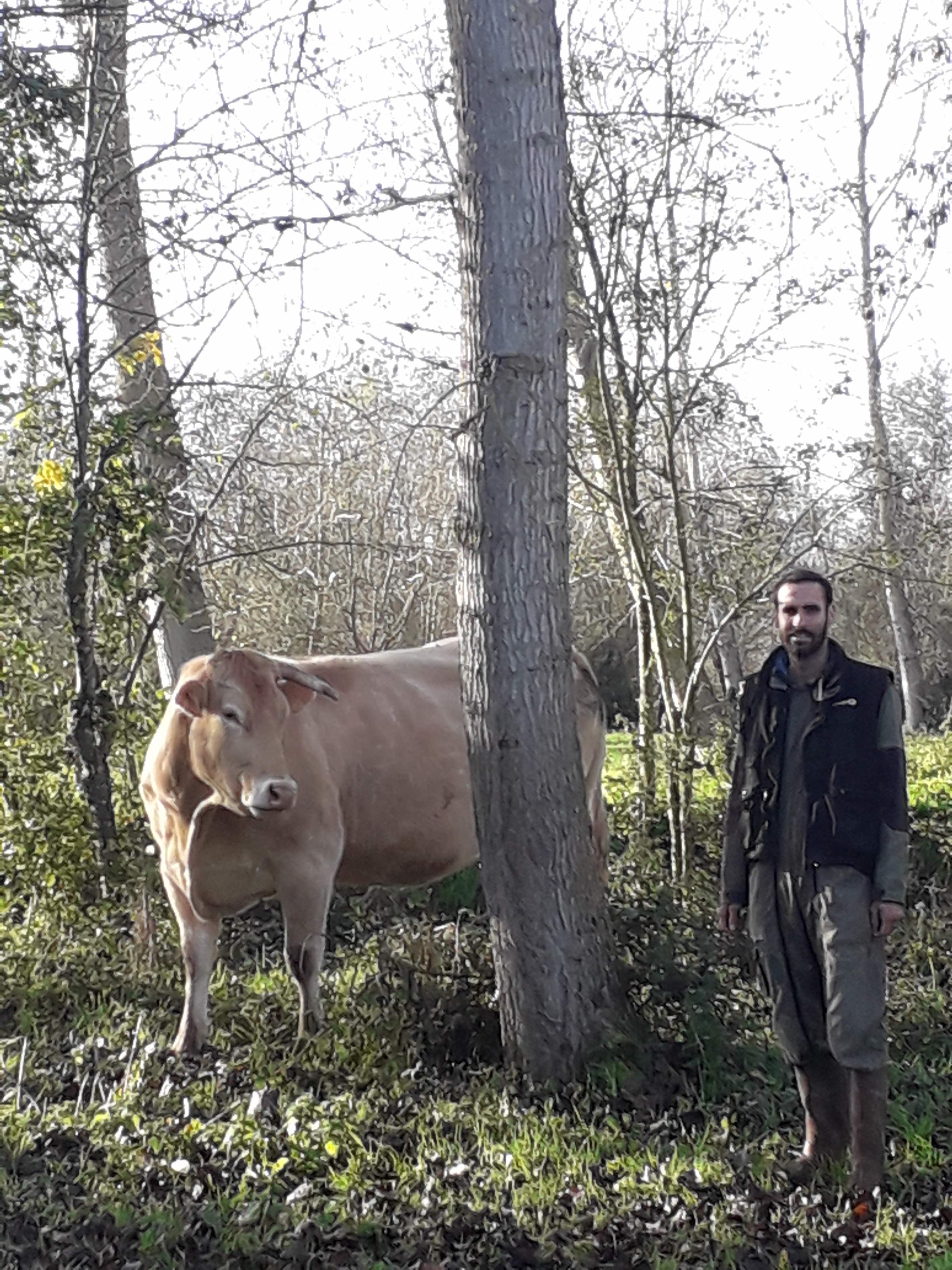 Viande Bovine Gaec La Ferme Du Marronnier Benet Fédération Des Parcs Naturels Régionaux 