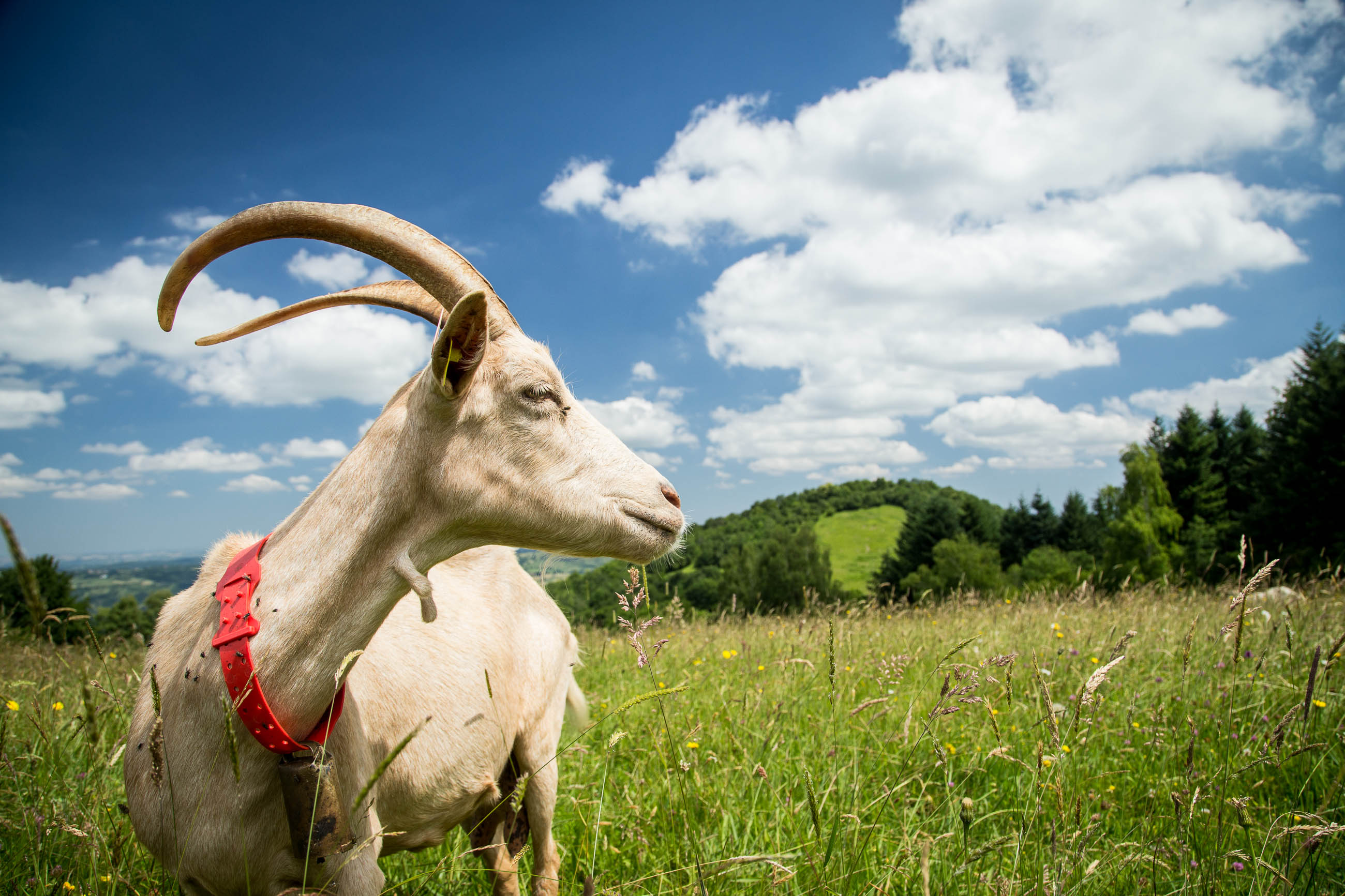 La Ferme Des Marrous Fédération Des Parcs Naturels Régionaux 