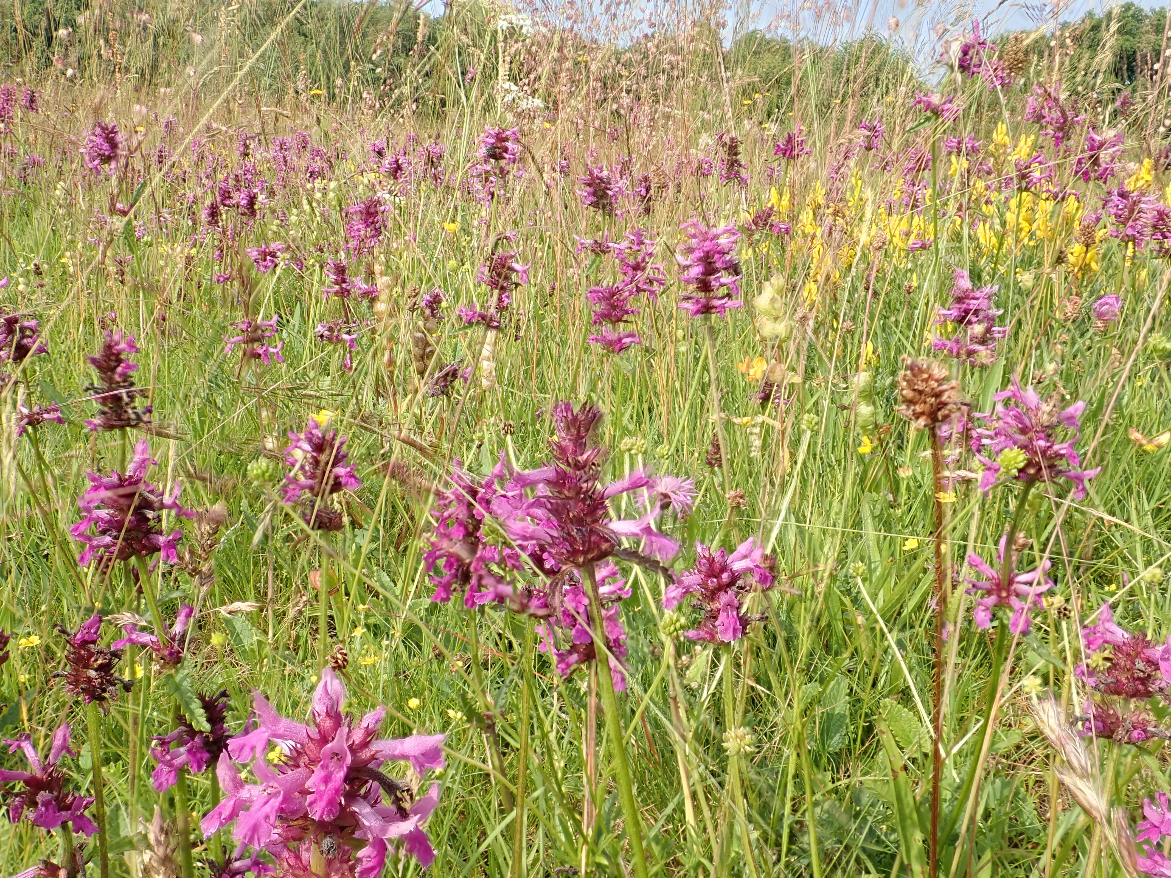 Graines des mariés ! - Silenes, Graines du Morvan