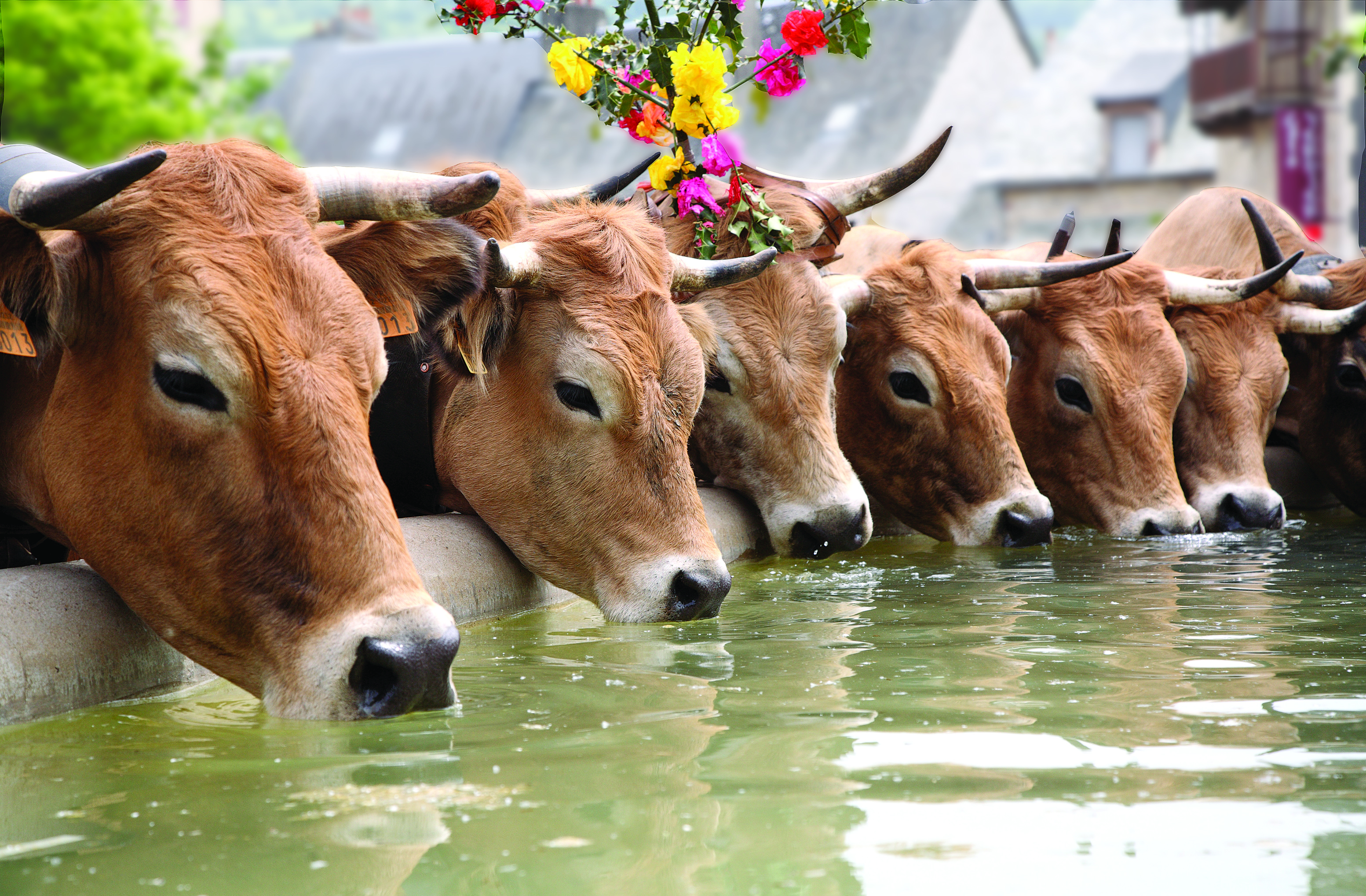 Vaches Aubrac en transhumance - PNR Aubrac