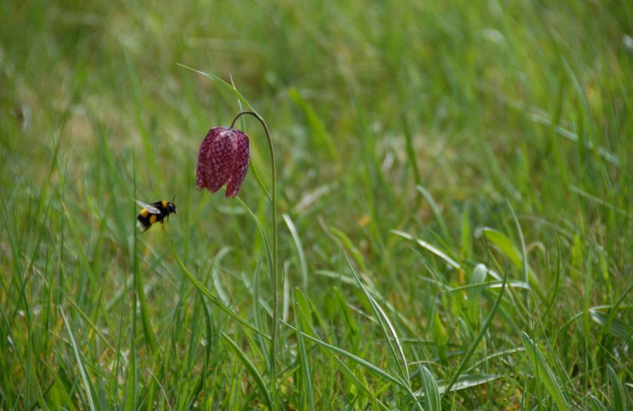 Fritillaire pintade © Guillaume Amirault