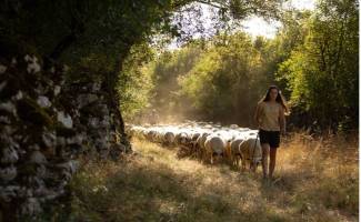 M.Turin - pastoralisme dans le PNR des Causses du Quercy