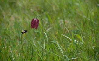 Fritillaire pintade © Guillaume Amirault