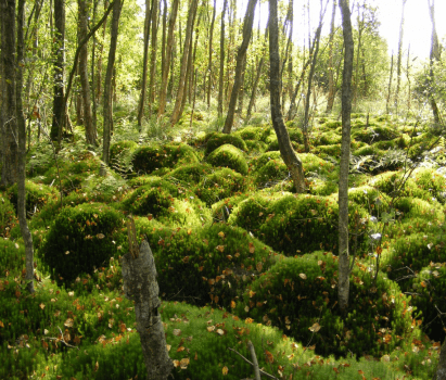 Tourbière de mésangueville (76) -  CEN Normandie