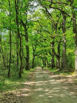 Fête du vélo en Brenne - passage en sous-bois