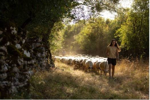 M.Turin - pastoralisme dans le PNR des Causses du Quercy