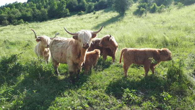 Les Highlands Cattle du Pré Gaillard