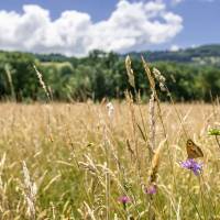 PNR Aubrac - B. Calendini