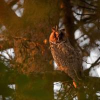 Hibou moyen Duc - PNR aubrac - T. Bonnefous