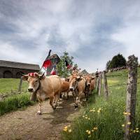 Transhumance - PNR Aubrac - B. Colomb PACT Aubrac