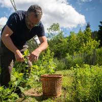 cueillette © Les herbes du Valtin