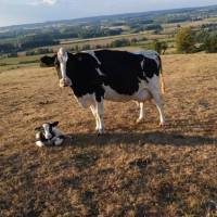 Une vache et son veau dans le paysage de Thiérache