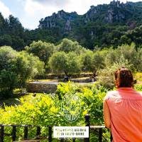 Olives en Provence - WeGo Productions - PNR Sainte-Baume