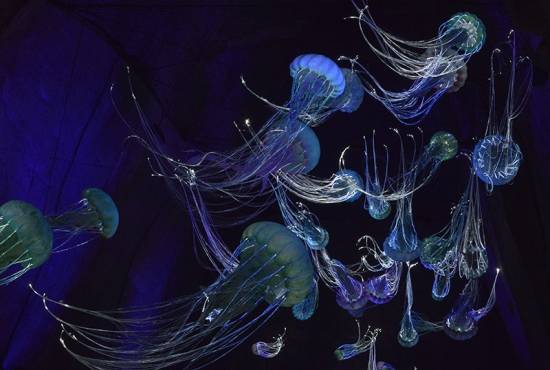 La méduse d'eau douce - Touraine Actualités
