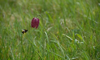 Fritillaire pintade © Guillaume Amirault